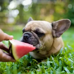 Francuski buldog je z watermelon. Czy pies może jeść czeresnie? Nie, ale watermelon jest bezpieczna.