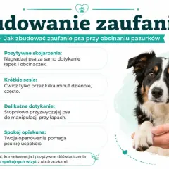 Jak obciąć psu pazury? Buduj zaufanie: nagradzaj, ćwicz krótko, delikatnie dotykaj łap i zachowaj spokój. Cierpliwość to klucz.