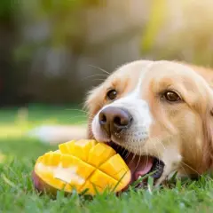 Złocisty piesek z apetytem gryzie soczyste mango. Czy pies może mango? Ten słodki łasuch zdaje się odpowiadać "tak"!