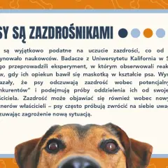 Ciekawostki o psach: Psy bywają zazdrosne! Badania pokazują, że psy odczuwają zazdrość wobec "konkurentów" i nowych partnerów właścicieli.