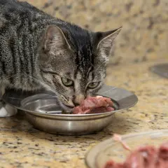 Kot zjada surowe mięso z miseczki. Czy kot może jeść surowe mięso? Tak, to jego naturalny pokarm.