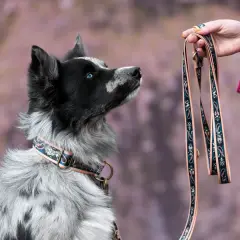 Najlepsza obroża dla border collie – uniknij błędów przy wyborze