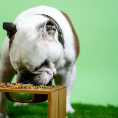 Buldog je suchą karmę z miski. Zastanawiasz się, ile powinien jeść pies 5 kg?