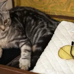 Srebrzysty kot leży w walizce obok ręcznika, okularów, maseczek i paszportu dla kota.