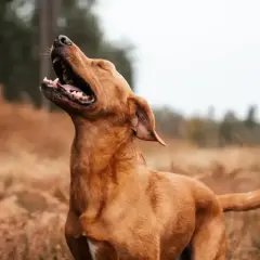 Rudy pies na tle jesiennego krajobrazu, z otwartym pyskiem, jakby naśladował ryk lwa.