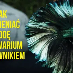 Jak podmieniać wodę w akwarium, aby uniknąć błędów i zadbać o ryby