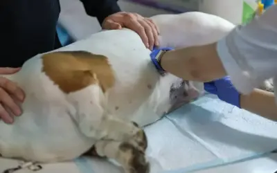 Weterynarz podaje leki na nietrzymanie moczu u suki. Pies leży na podkładzie, a weterynarz w rękawiczkach wykonuje zastrzyk.