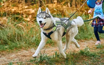 Szczęśliwy pies do biegania, rasy husky, w specjalnej uprzęży, biegnie leśną ścieżką za dziećmi.