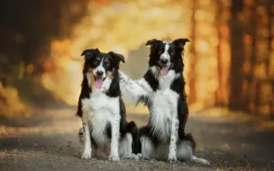 Dwa psy stróżujące średniej wielkości, border collie, siedzą obok siebie na leśnej ścieżce, jeden obejmuje drugiego łapą.