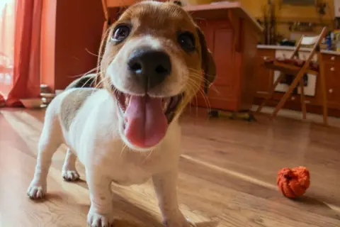 Szczeniak rasy jack russell terrier, mały pies myśliwski, z językiem na wierzchu, gotowy do zabawy.
