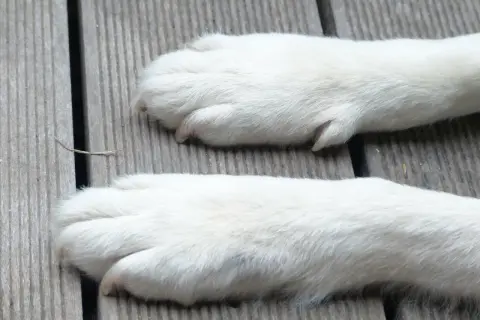 Dwie białe, puszyste łapy psa leżą na drewnianej desce. Zastanawiasz się, ile palców ma pies?