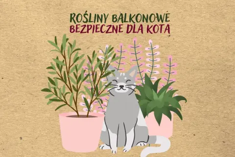 Szary kot siedzi wśród roślin, które są bezpieczne dla kota.
