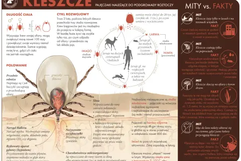 Ile żyją kleszcze? Zaskakujące fakty o ich cyklu życia i przetrwaniu