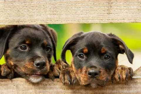 Dwa szczenięta rasy Rottweiler zaglądają przez drewniane deski.