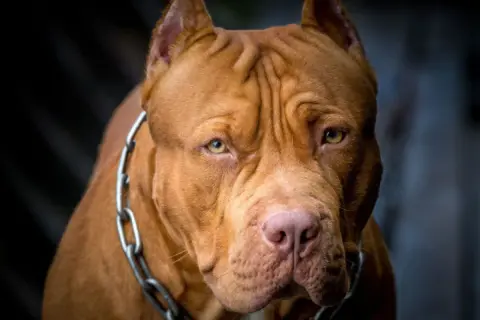 Potężny pies rasy pitbull, z łańcuchem na szyi, wygląda jak najsilniejszy pies na świecie.