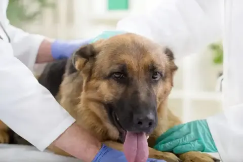 Weterynarz bada owczarka niemieckiego. Nie podawaj paracetamolu dla psa bez konsultacji z lekarzem weterynarii.