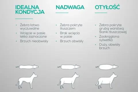 Otyły pies ma żebra pokryte grubą warstwą tłuszczu, zaokrągloną sylwetkę i duży, obwisły brzuch.