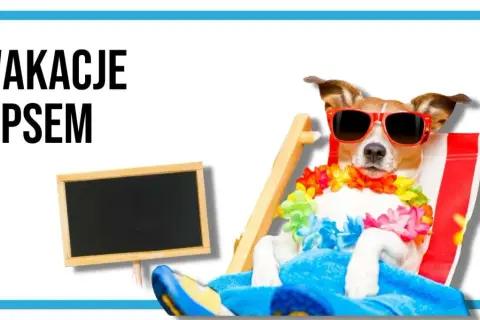 Wesoły piesek w okularach i hawajskiej girlandzie relaksuje się na leżaku. Idealne wakacje z psem!