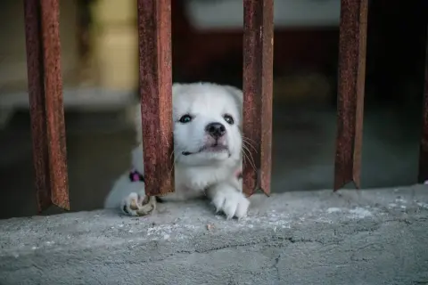 Mały, biały piesek z nadzieją w oczach czeka na adopcję psa ze schroniska.