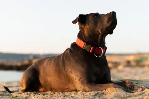 Jaką obrożę dla cane corso wybrać, aby zapewnić bezpieczeństwo?