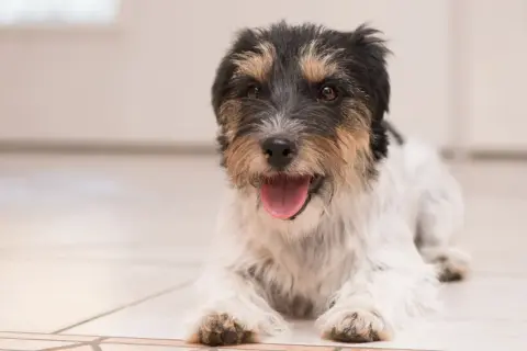 Mały, kudłaty piesek leży na podłodze, dysząc radośnie. Jego język wystaje, a oczy błyszczą.