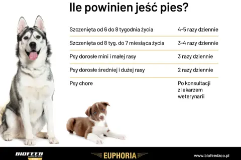 Jak karmić psa? Tabela pokazuje ile razy dziennie karmić szczenięta i psy dorosłe różnych ras, a także chore.
