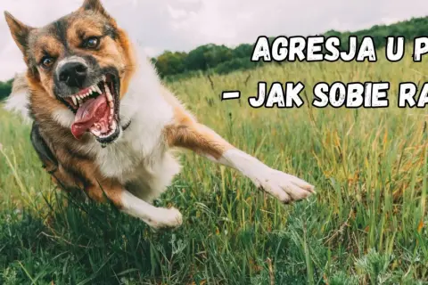 Agresja lękowa u psa. Wściekły pies w trawie, z otwartym pyskiem i widocznymi zębami, biegnie w stronę widza.