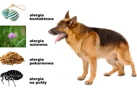 Owczarek niemiecki i ilustracje: zabawki (alergia kontaktowa), koniczyna (alergia wziewna), karma (alergia pokarmowa), pchła (alergia na pchły). Pomoc w odczulaniu na psa.