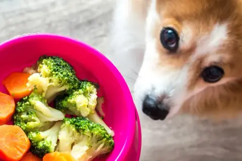 Corgi z zaciekawieniem patrzy na miskę z brokułami i marchewką. Czy pies może jeść brokuły? Tak, w umiarkowanych ilościach.