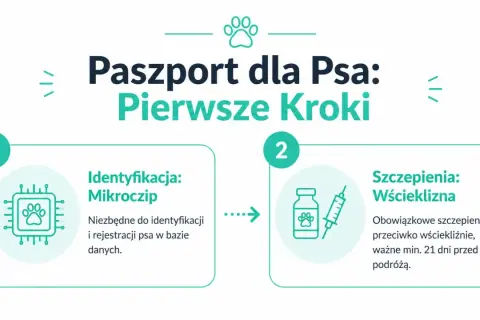 Paszport dla psa: identyfikacja mikroczipem i szczepienie przeciw wściekliźnie to pierwsze kroki przed podróżą.