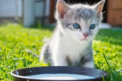 Mały kotek z niebieskimi oczami przy miseczce mleka. Czy koty mogą pić mleko? To pytanie nurtuje wielu miłośników zwierząt.