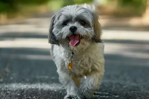Szczeniak Shih Tzu z językiem na wierzchu, idący po ścieżce. Może to być imię dla dużego psa, który jest bardzo przyjazny.