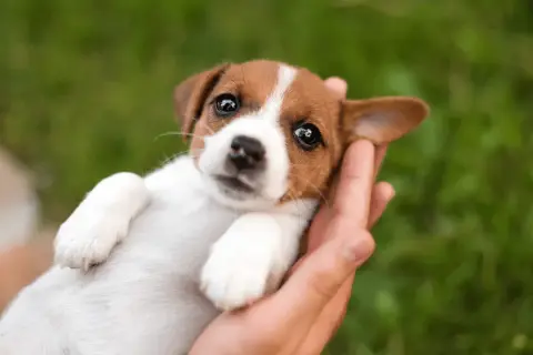 Uroczy szczeniak Jack Russell Terrier w dłoniach, idealny kandydat na imiona dla psa.