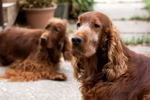 Dwa duże brązowe psy rasy Irish Setter leżą na zewnątrz, jeden z nich patrzy wprost na widza.
