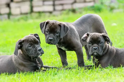 Trzy szczenięta rasy Cane Corso na trawie. Chcesz wiedzieć, jak sprawdzić hodowlę psa? Te maluchy to dobry przykład zdrowych psów.
