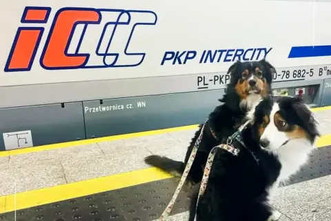 Dwa psy w pociągu PKP Intercity czekają na podróż.