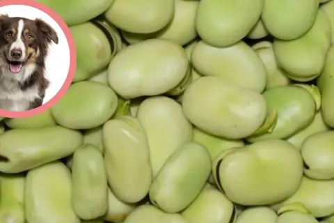Czy pies może jeść bob? Na zdjęciu piesek i dużo fasolki.