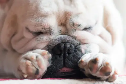 Śpiący buldog francuski, z łapkami przy pyszczku, charczy jakby miał coś w gardle.