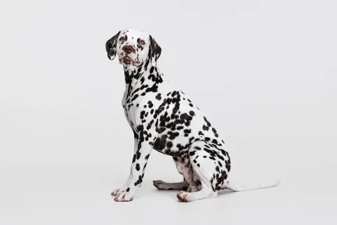 Uroczy dog o białej sierści w czarne cętki siedzi cierpliwie, czekając na pochwałę.