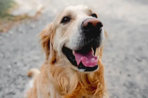 Uśmiechnięty golden retriever. Czy 12 lat psa to ile ludzkich? Ten psiak wygląda na szczęśliwego w każdym wieku.