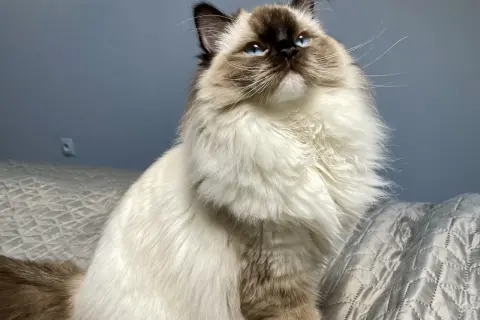 Piękny ragdoll o niebieskich oczach, imponującej wielkości i puszystym futrze, siedzi na łóżku.
