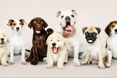 Siedem szczeniąt, od golden retrievera po buldoga, czeka na polskie imiona dla psa.