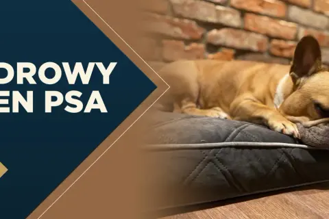 Francuski buldog śpi na wygodnej poduszce. Tekst na zdjęciu głosi "ZDROWY SEN PSA", podkreślając znaczenie regenerującego odpoczynku dla czworonogów.