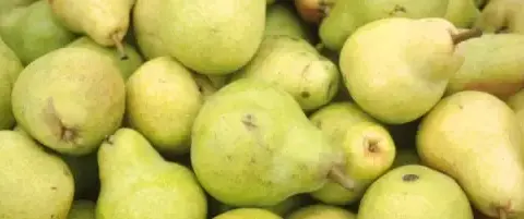 Czy pies może jeść gruszkę? Dowiedz się, co musisz wiedzieć!