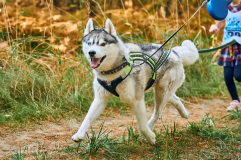 Szczęśliwy pies do biegania, rasy husky, w specjalnej uprzęży, biegnie leśną ścieżką za dziećmi.