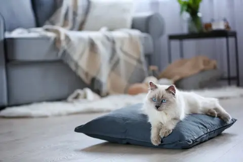 Piękny kot rasy Ragdoll z niebieskimi oczami leży na poduszce. Zastanawiasz się, ile kosztuje kot tej rasy?