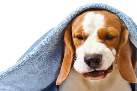Smutny beagle z kaszlem wstecznym u psa, otulony niebieskim ręcznikiem, wygląda jakby potrzebował pocieszenia.