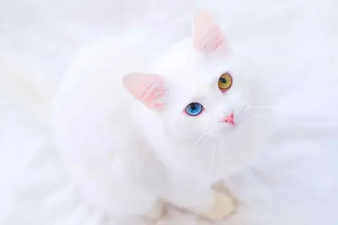 Biały kot dachowiec z różnokolorowymi oczami (niebieskim i żółtym) na białym tle.