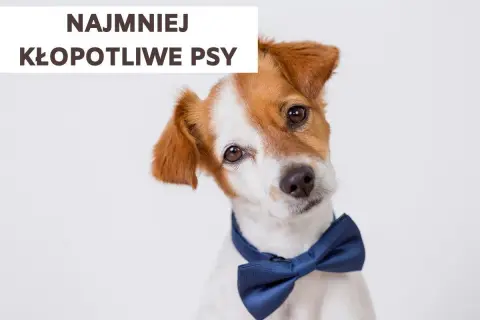 Uroczy piesek w muszce, który wygląda na najmniej kłopotliwego psa.