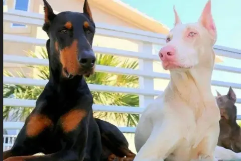 Dwa dobermany, jeden czarny z podpalaniem, drugi to pies albinos o jasnej sierści i różowym nosie, siedzą obok siebie.